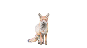 Amber Broughton Red Fox Drawing 2022 77 5Cm X 40 5Cm University College Cork Art Collection