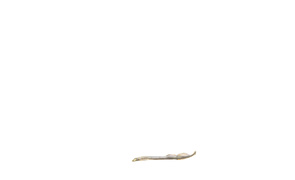Amber Broughton Brook Lamprey Drawing 2022 78Cm X 107Cm University College Cork Art Collection