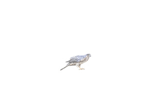 Amber Broughton Eurasian Sparrowhawk Drawing 2022 72Cm X 55Cm University College Cork Art Collection