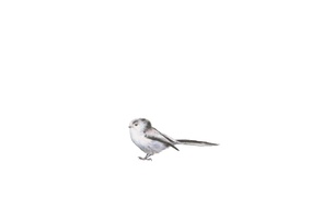 Amber Broughton Long Tailed Tit Drawing 2022 72Cm X 55Cm University College Cork Art Collection