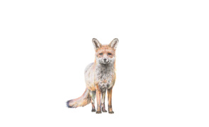 Amber Broughton Red Fox Drawing 2022 77 5Cm X 40 5Cm University College Cork Art Collection