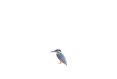 Amber Broughton, Kingfisher, drawing, 72cm X 55cm, 2022