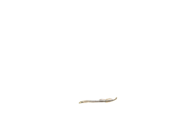 Amber Broughton Brook Lamprey Drawing 2022 78Cm X 107Cm University College Cork Art Collection