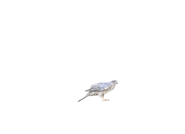Amber Broughton Eurasian Sparrowhawk Drawing 2022 72Cm X 55Cm University College Cork Art Collection