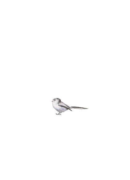 Amber Broughton Long Tailed Tit Drawing 2022 72Cm X 55Cm University College Cork Art Collection