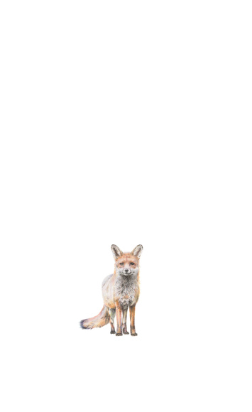 Amber Broughton Red Fox Drawing 2022 77 5Cm X 40 5Cm University College Cork Art Collection
