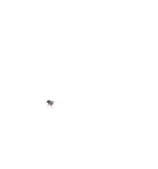 Amber Broughton, Red Tailed Bumblebee, Drawing, 2022, 77.5cm x 73cm, University College Cork Art Collection.