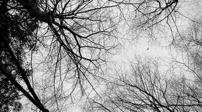 Martin Healy, Those Who Were Birds (xvi),  Photograph, UCC Art Collection