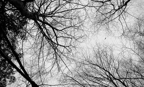 Martin Healy, Those Who Were Birds (xvi),  Photograph, UCC Art Collection