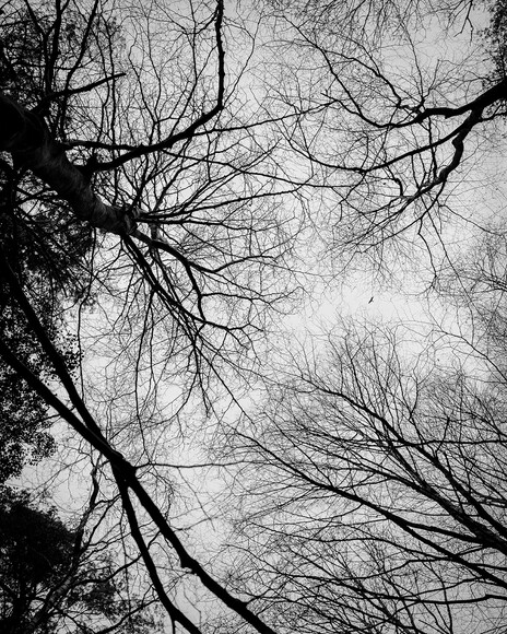 Martin Healy, Those Who Were Birds (xvi),  Photograph, UCC Art Collection