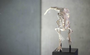 CMK15112025 Domain of the Dinosaurs Glucksman 028