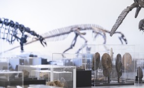 CMK15112025 Domain of the Dinosaurs Glucksman 043