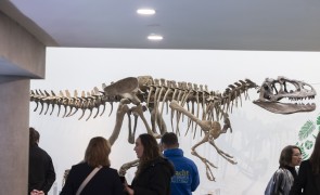 CMK15112025 Domain of the Dinosaurs Glucksman 075