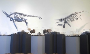CMK15112025 Domain of the Dinosaurs Glucksman 001