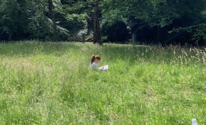 Nature Wellness